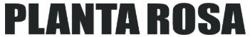 Planta Rosa